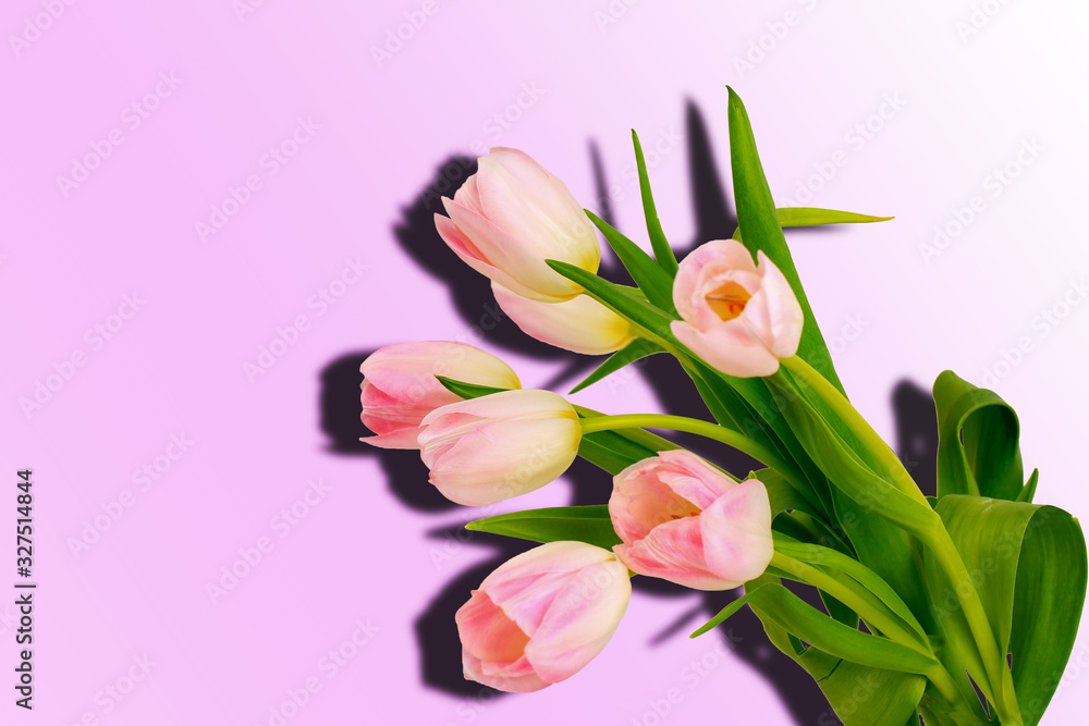Fototapeta premium Flowers Pink tulips on a pink background. Gradient. Shadow. Top view.