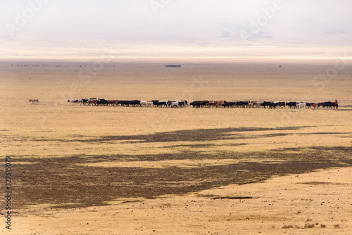 Cattle herd in the wide grass savanna near Serengeti National Park