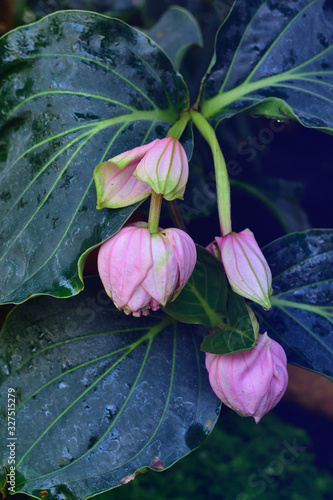  pink flower bud close-up, Medinilla magnifica photo