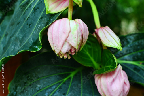  pink flower bud close-up  Medinilla magnifica