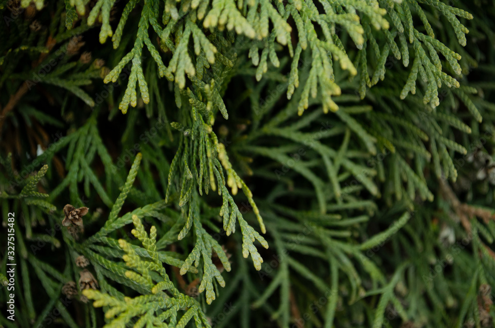 Thuja green branches closeup. Blurred thuja background. Thuja green branches closeup. Blurred thuja background.