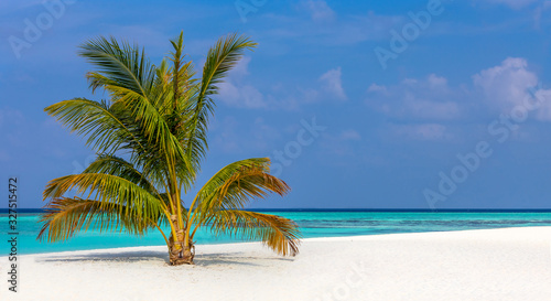 turquoise sea and coral beach with a single coconut palm tree