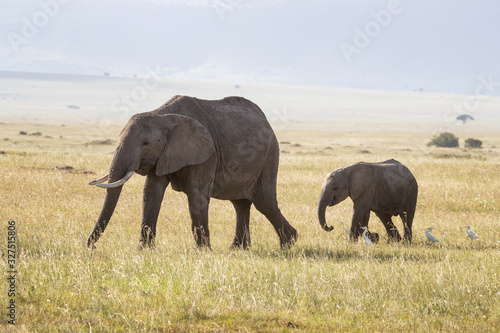 Mother with baby elephant following behind in the Masai Mara, Kenya © Rixie