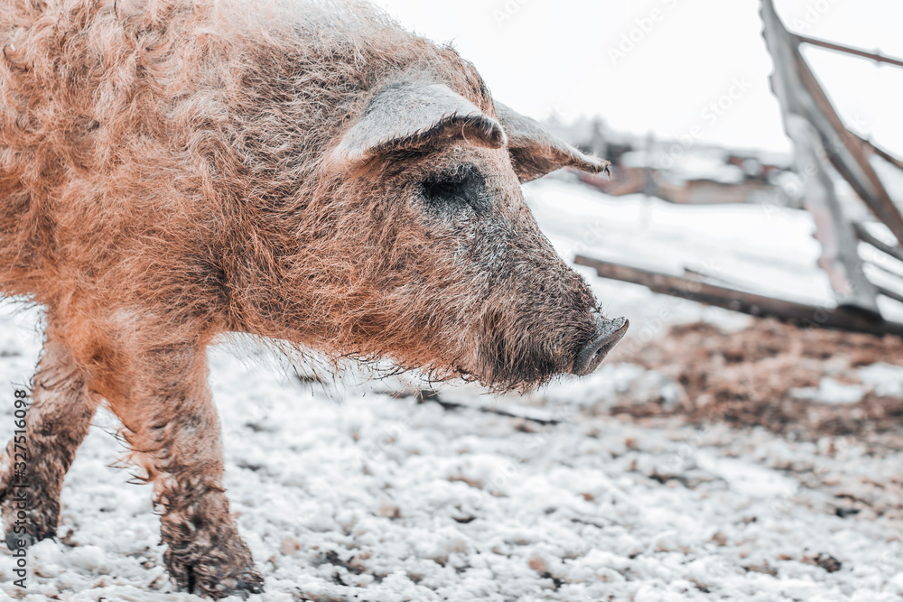 Fototapeta premium Hungarian mangalitsa on a winter walk