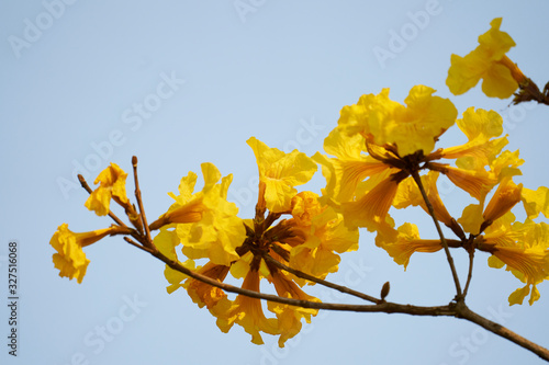 Beautiful flower in thailand photo