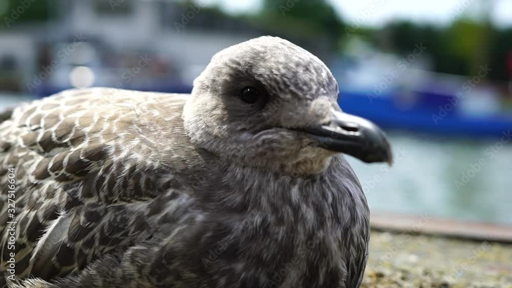 Close up of the seagull sitting on the wall of the canal in port. Boats in the background Close up of the seagull sitting on the wall of the canal in port. Boats in the background