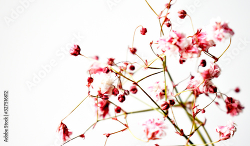 Pink flowers on a white background Botany.