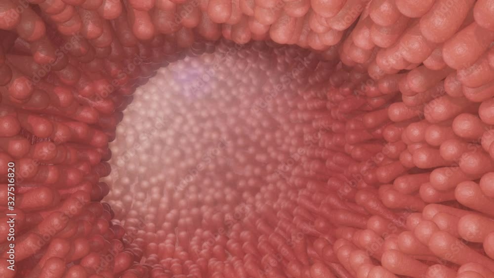 Overview Of Intestinal Villi Overview Of Intestinal Villi