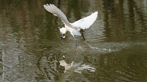 Flying bird catching fish in lake, great white egret fly over water like dancing.