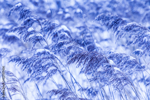 Beautiful horizontal background or texture of the  feather grass or kovyl field covered with hoar or rime in cold, chill or frost winter weather photo