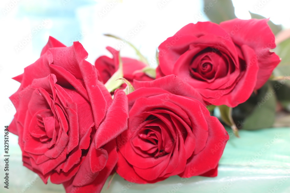 Fototapeta premium Spring flowers, plants, red rose. Women's holiday. Beautiful stylish red flower.