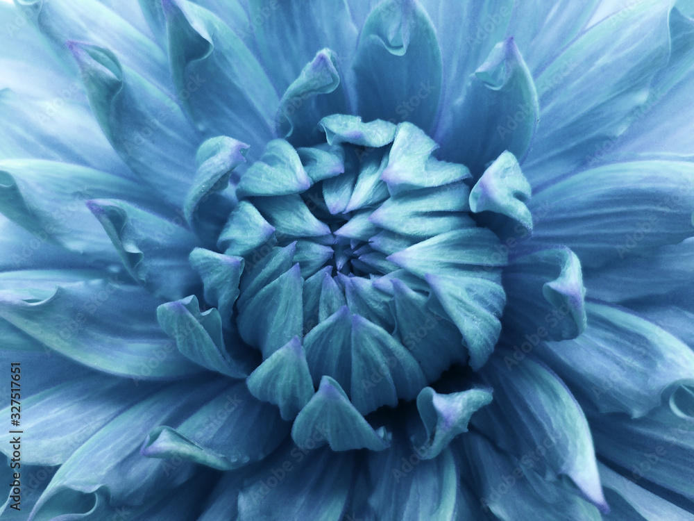 Floral blue background. Dahlia flower. Close-up. Nature. Floral blue background. Dahlia flower. Close-up. Nature.