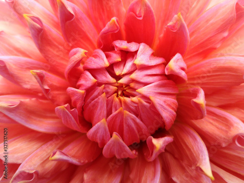 Floral red-pink background.  Dahlia  flower.  Close-up.  Nature.