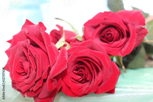 Spring flowers  plants  red rose. Women s holiday. Beautiful stylish red flower.