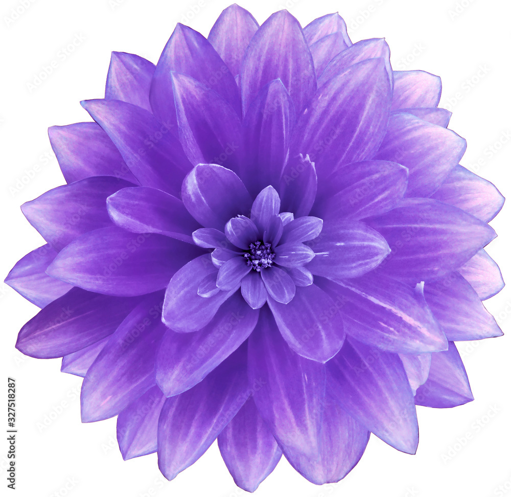 flower purple Dahlia  on a white  background.  Isolated  with clipping path. Closeup. with no shadows.  Nature.