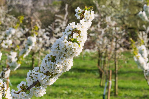 Nahaufnahme von Kirschblüten im Rheingau/Deutschland an einem sonnigen Tag photo