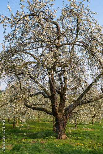 Bl  hender Kirschbaum im Rheingau Deutschland an einem sonnigen Tag
