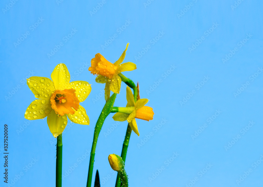 Yellow narcissus or daffodil flowers on blue background. Selective focus. Place for text. Spring concept. Yellow narcissus or daffodil flowers on blue background. Selective focus. Place for text. Spring concept.