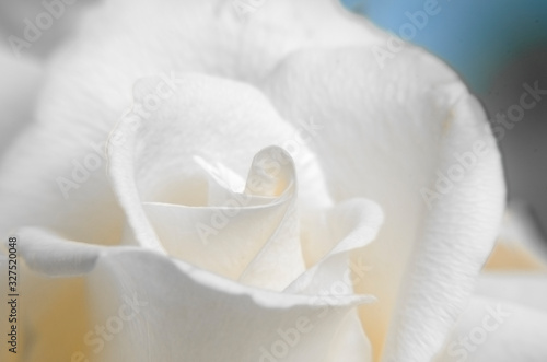 Single white rose  close up  selective focus  macro.