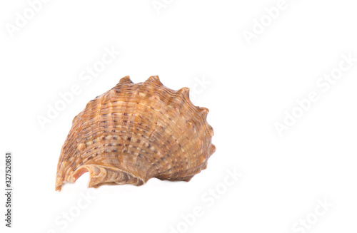 Seashell isolated over white background. Copy space.
