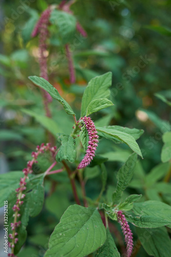 Amaranthus caudatus