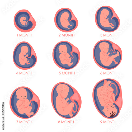 Embryo in womb set. Fetal development and growth during