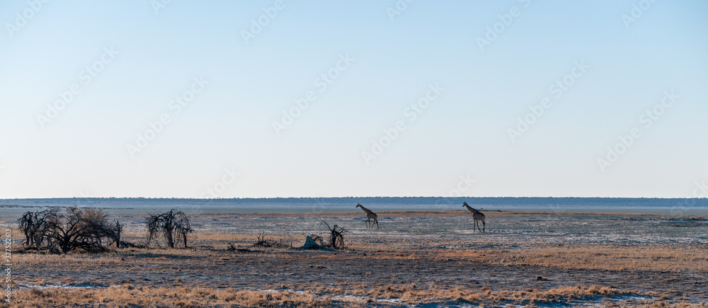Wide angle shot of two Angolan Giraffes - Giraffa giraffa angolensis- illustrating the vast openness of the plains of Etosha National Park, Namibia. Wide angle shot of two Angolan Giraffes - Giraffa giraffa angolensis- illustrating the vast openness of the plains of Etosha National Park, Namibia.