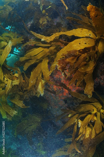 Vertical wall with growth of brown stalked kelp Ecklonia radiata in murky water with lot of scattered particles. photo