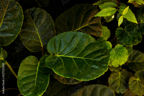 The leaves are in beautiful dark colors. The tropical leaves are arranged in a small order. With natural background For wallpapers.