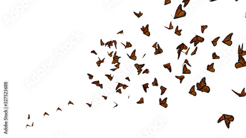 Fotografia swarm of monarch butterflies, Danaus plexippus group isolated on white backgroun