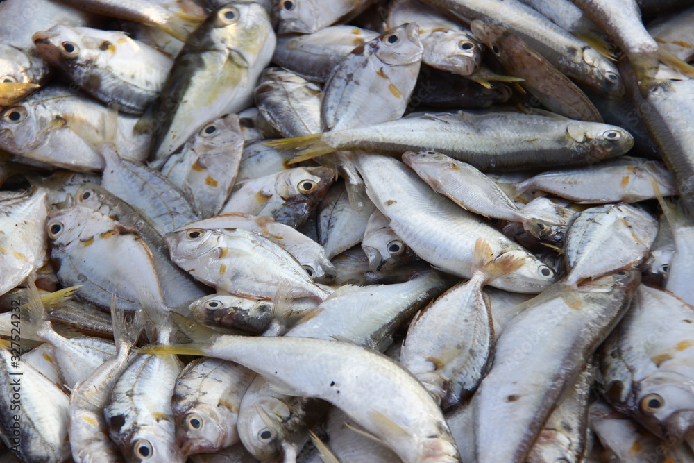 abundant fish patterns from the work of fishermen. sea fish collected in a basket to be sold to collectors abundant fish patterns from the work of fishermen. sea fish collected in a basket to be sold to collectors