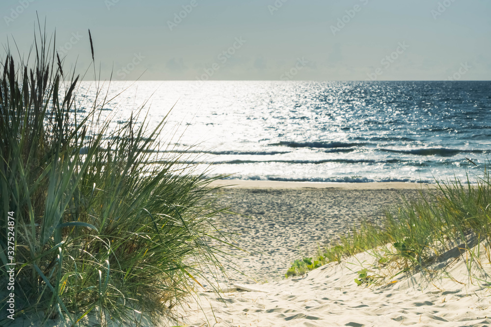 Grass on sandy beach dunes at sea coast in sunny noon Grass on sandy beach dunes at sea coast in sunny noon