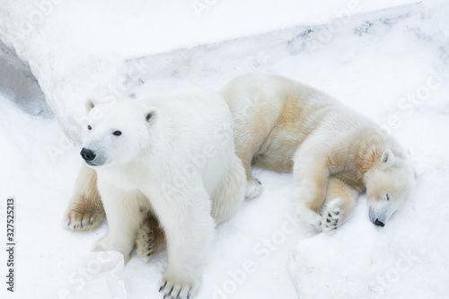 Funny polar bear. Polar bear sitting in a funny pose. white bear