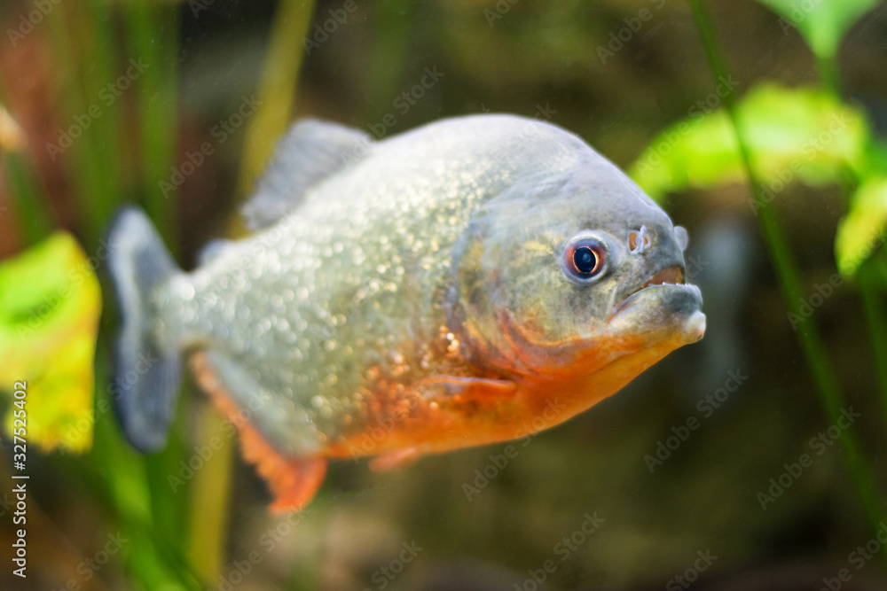 Tropical Exotic Aquarium fish close-up. Tropical Exotic Aquarium fish close-up.