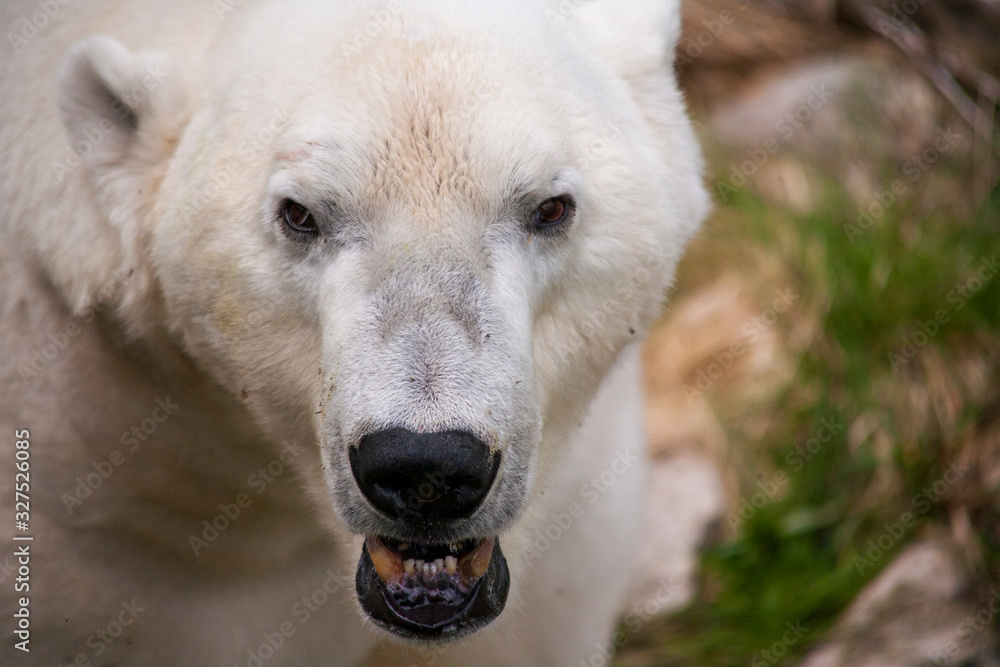Eisbär Eisbär