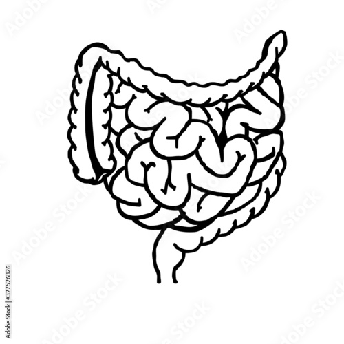 Realistic flat vector illustration of small and large intestine. Human internal organ, digestive tract. Vector illustration isolated on white background. Intestines linear icon. 