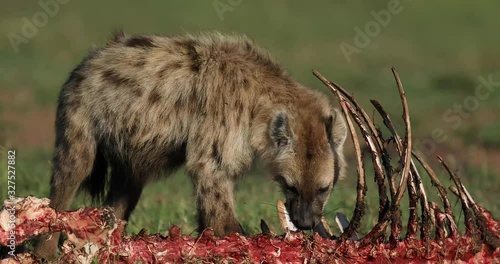 A hyena eats a carcass in the savannah