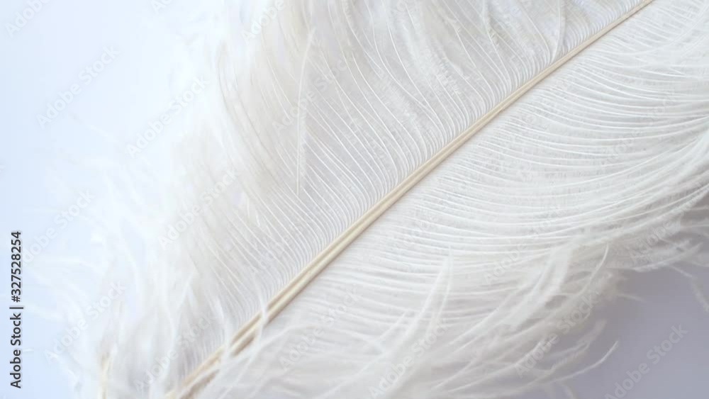 Light, delicate ostrich feather, swaying in the wind. White feather close-up on a white background Light, delicate ostrich feather, swaying in the wind. White feather close-up on a white background