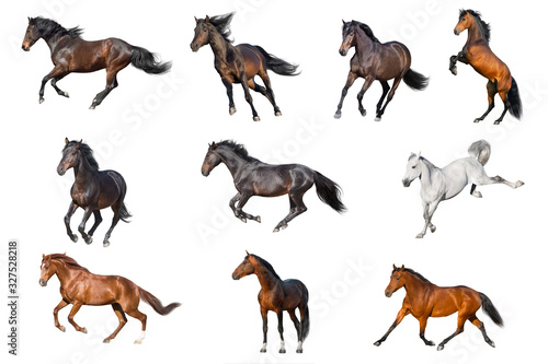 Horse collection isolated © kwadrat70