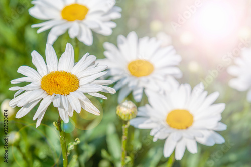 Daisy flowers in spring.