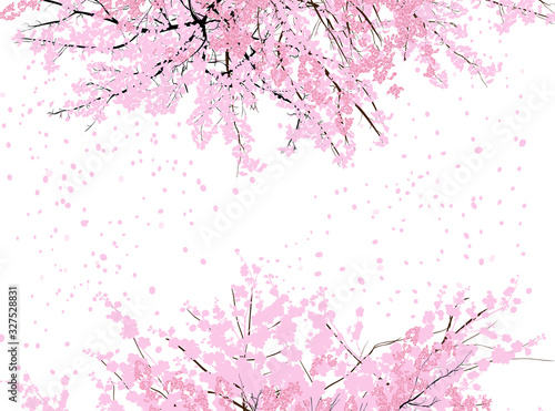 spring tree branches with pink blooms and flying petals on white