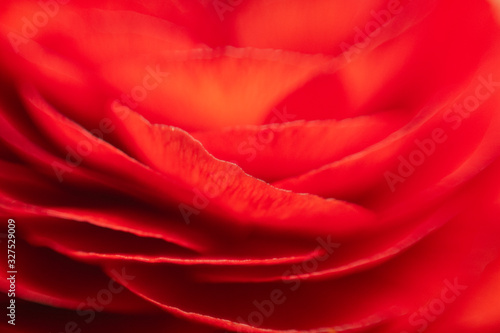 Red flower petal close up texture, beautiful and passionate red background photo