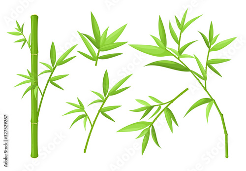 Green bamboo stem and leaves colorful vector illustrations set