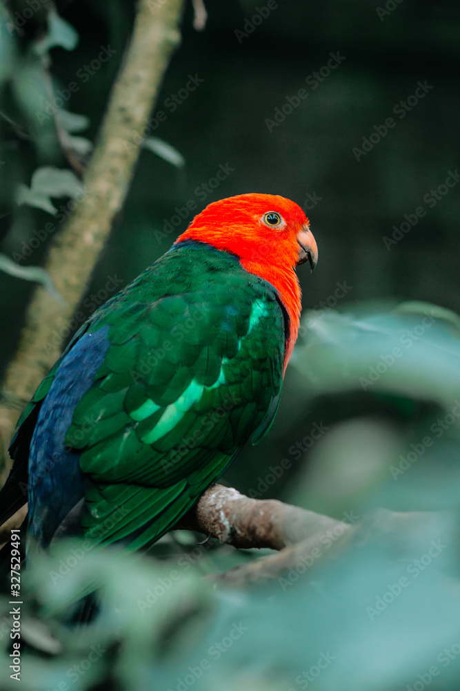 Eclectus parrot, eclectus roratus sitting on a tree branch with sunshine pouring overhead. Close up of a tropical bird in natural conditions.