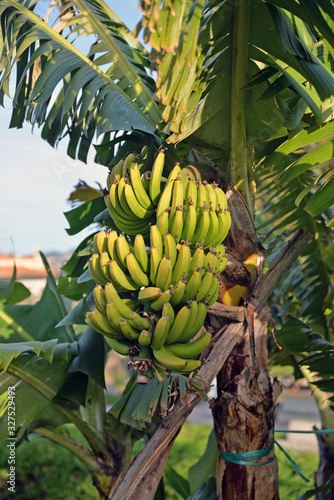 Wallpaper Mural bunch of bananas Torontodigital.ca
