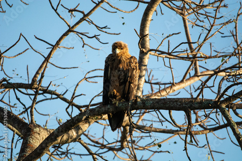 An African eagle sitting on branches  photo