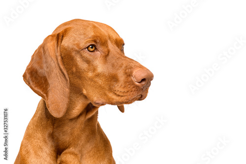 Cute hungarian vizsla dog side view studio portrait. Dog looking to the side headshot isolated over white background.