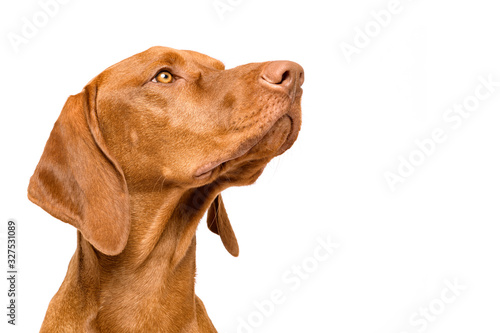 Cute hungarian vizsla dog side view studio portrait. Dog looking to the side headshot isolated over white background. photo