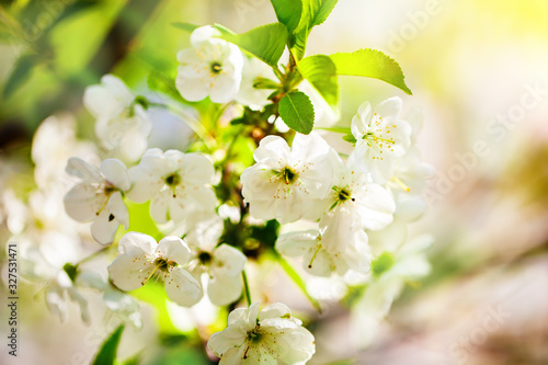 Pink flowers blooming peach tree at spring. Spring blooming, Abstract background. Banner. Selective focus.