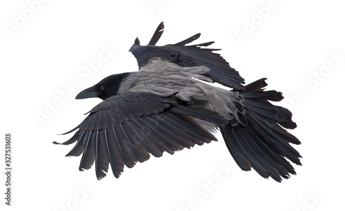 Fotografija large grey isolated crow flight